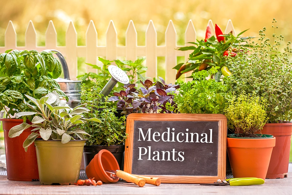 Top Medicinal Plants and Herbs Top Medicinal Plants and Herbs