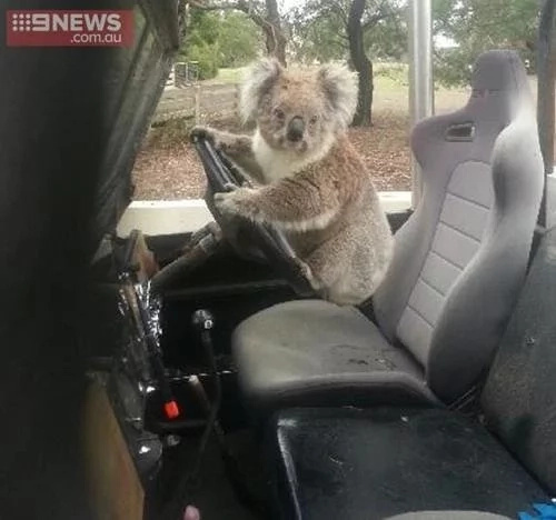 #KoalaTheftAuto. This amusing animal really steals the car for hilarious reasons #KoalaTheftAuto. This amusing animal really steals the car for hilarious reasons