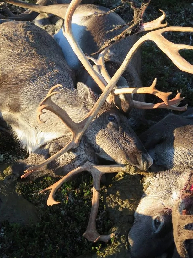 300 reindeers were killed by a devastating lighting strike (PICS) 300 reindeers were killed by a devastating lighting strike (PICS)