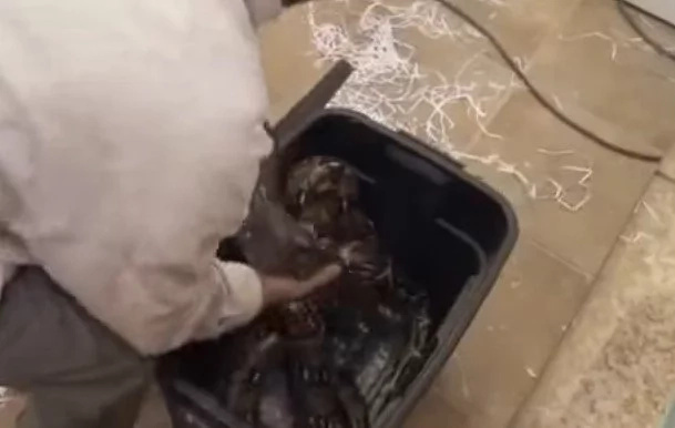 2 Boys Trapped In The Room With The DEADLIEST SNAKE — And Things Went AWRY 2 Boys Trapped In The Room With The DEADLIEST SNAKE — And Things Went AWRY