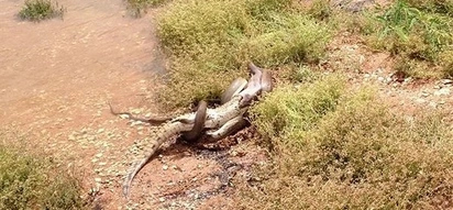 Python vs. Crocodile! How this battle ended will shock you!