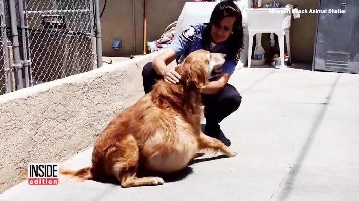 Dog undergoes surgery to remove 46-pound tumor Dog undergoes surgery to remove 46-pound tumor