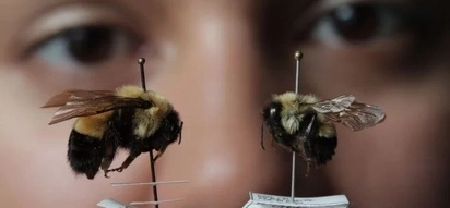 The Once Common Bumble Bee Is Now Officially Endangered