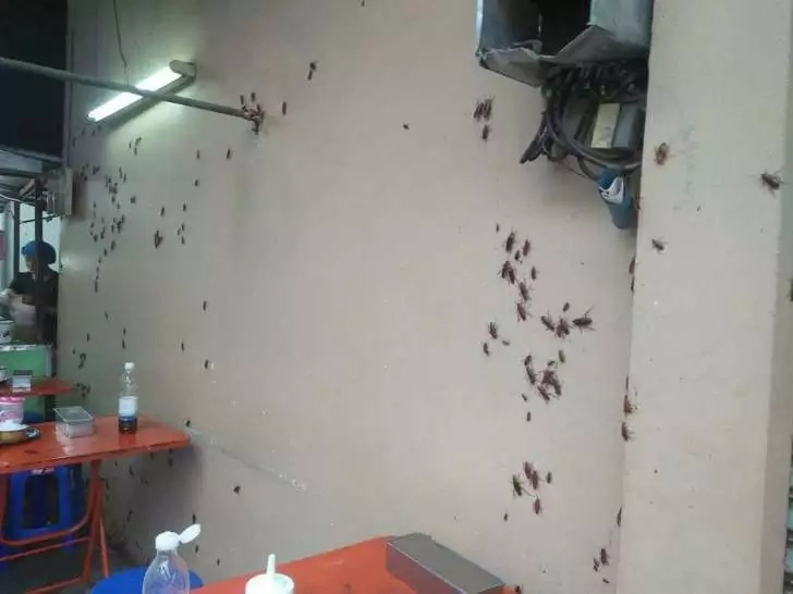 What’s for Lunch: Noodles With a Side of Cockroaches and Rats, Please What’s for Lunch: Noodles With a Side of Cockroaches and Rats, Please