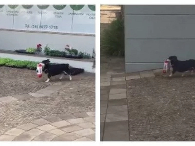 This smart dog walks by himself from their house to a vet clinic to buy food. As he walks out the door, he is already carrying his bag of treats