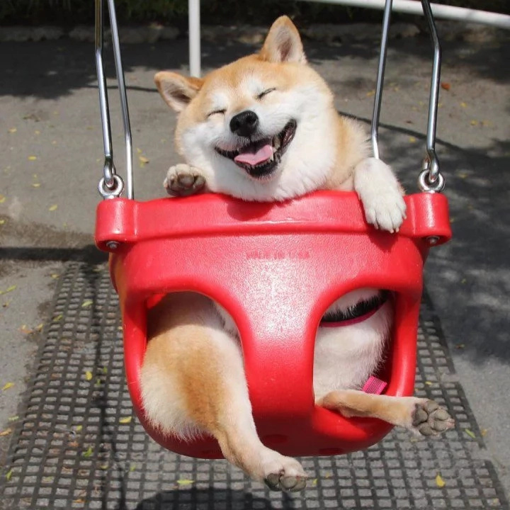 This Little Shiba Dog will Melt your Heart with Her Cute Smile!