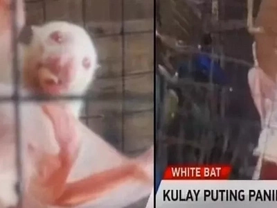 Puting paniki captured by Pinoy resident in Cavite becomes a tourist attraction! Must-see!