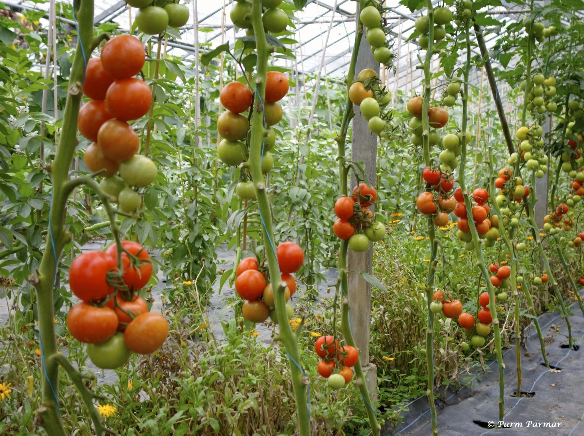 How To Grow Tomatoes In Kitchen Garden How to Grow Roma Tomatoes (in