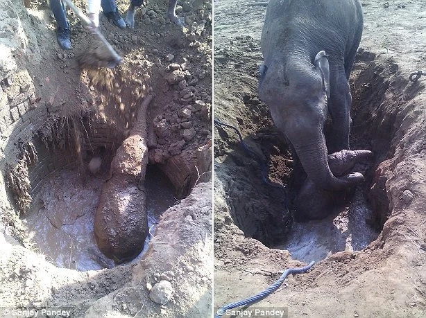 Baby elephant was rescued thanks to his mother trumpeting for help Baby elephant was rescued thanks to his mother trumpeting for help