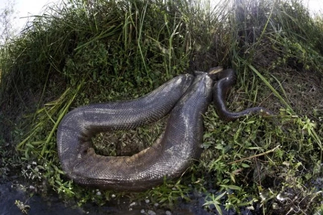 anaconda anaconda