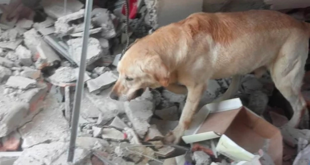 Ecuador's “Hero Dog” dies after saving 7 quake victims