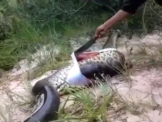 Locals Cut Snake Open To Find Another Predator Inside