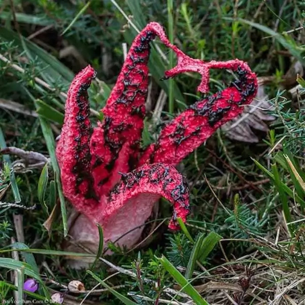 He was wandering around the field, when he noticed this weird egg in the grass. But as it hatched, he realized it was not an egg; but devil’s fingers! He was wandering around the field, when he noticed this weird egg in the grass. But as it hatched, he realized it was not an egg; but devil’s fingers!