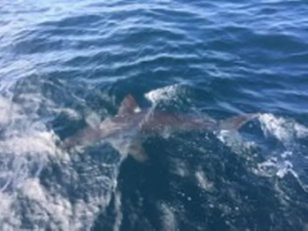 shark shark