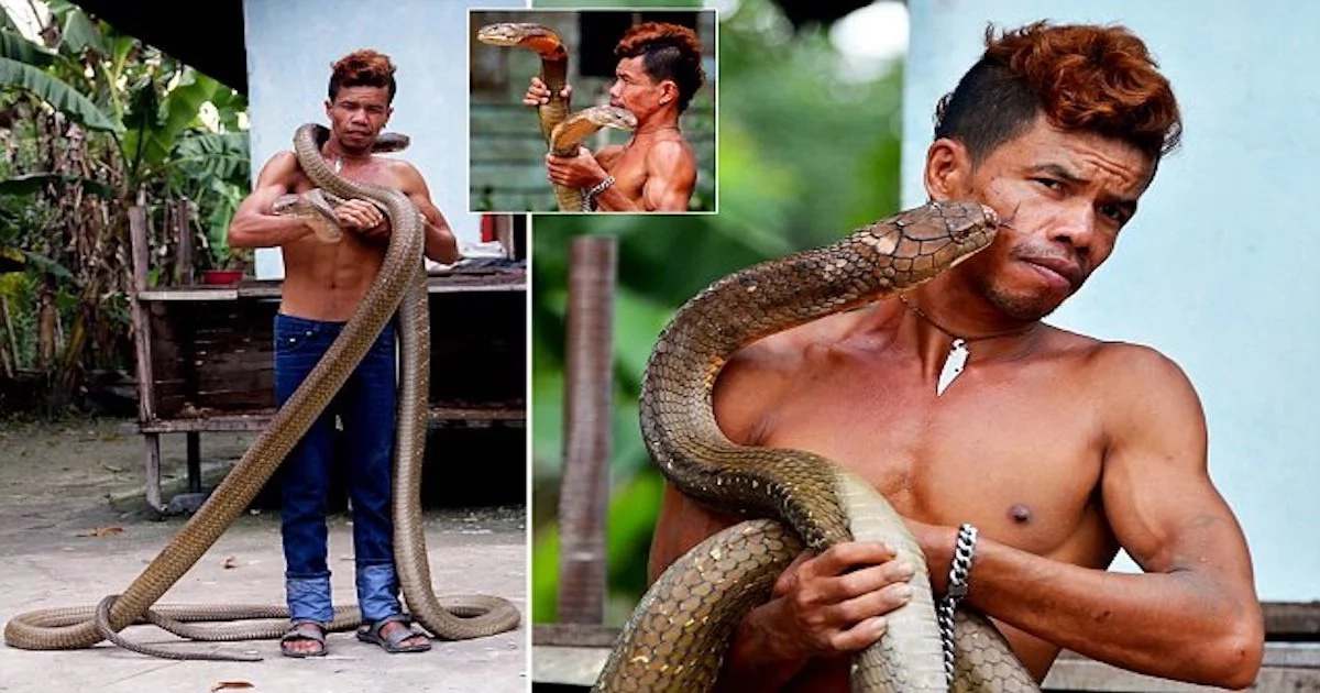 This takes guts! Meet snake charmer who pets giant king cobras, defangs them with bare hands (photos, video)