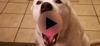 WATCH: Dog speaks to owner; what it says will make you laugh