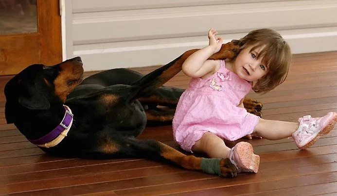 2-Year-Old Girl Was Playing With Doberman. Suddenly The Dog Snarled And Rushed To The Baby... 2-Year-Old Girl Was Playing With Doberman. Suddenly The Dog Snarled And Rushed To The Baby...