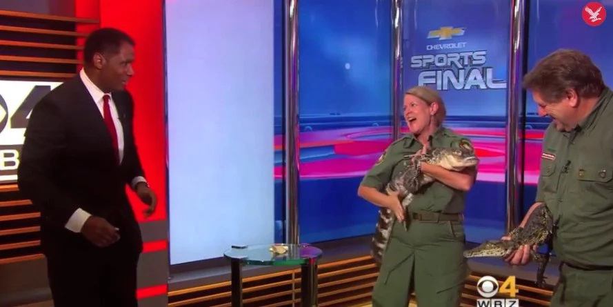 This reporter wrestled an alligator on live TV This reporter wrestled an alligator on live TV