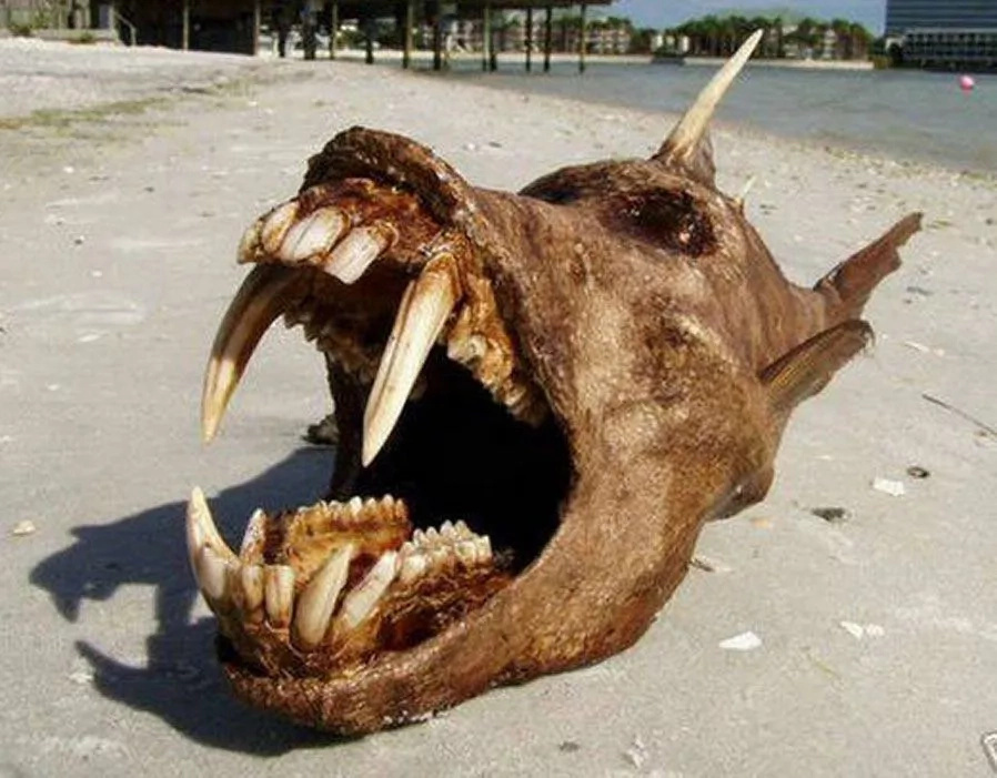 10 unknown sea monsters found by people that will scary you to the death 10 unknown sea monsters found by people that will scary you to the death