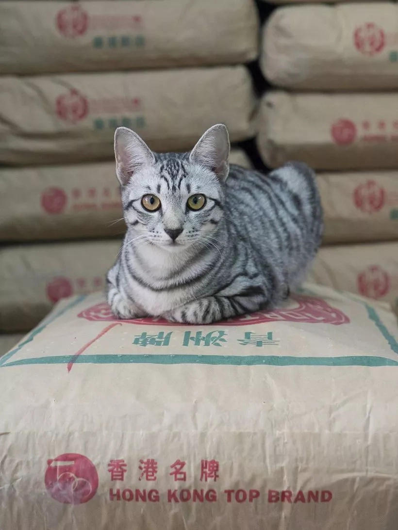 Forget Everything And Watch The SECRET Life Of Cats (10+ Pics) Forget Everything And Watch The SECRET Life Of Cats (10+ Pics)
