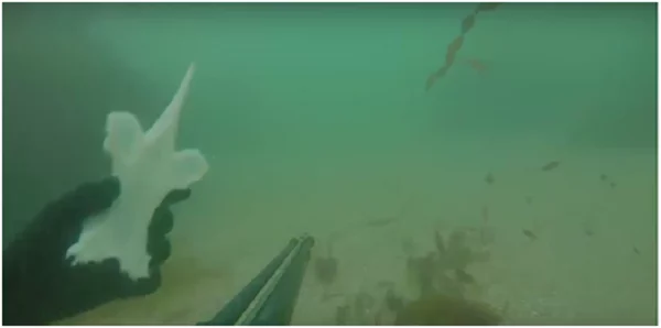 Man goes for Spear fishing and what he spots is unbelievable: A mystery object from the past Man goes for Spear fishing and what he spots is unbelievable: A mystery object from the past