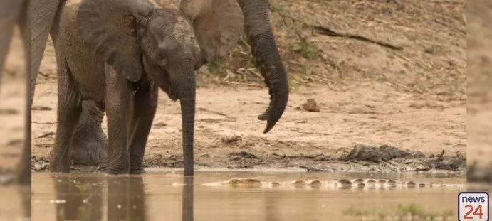Huge crocodile grabbed a small elephant's trunk in its jaws and pulled it into the water Huge crocodile grabbed a small elephant's trunk in its jaws and pulled it into the water