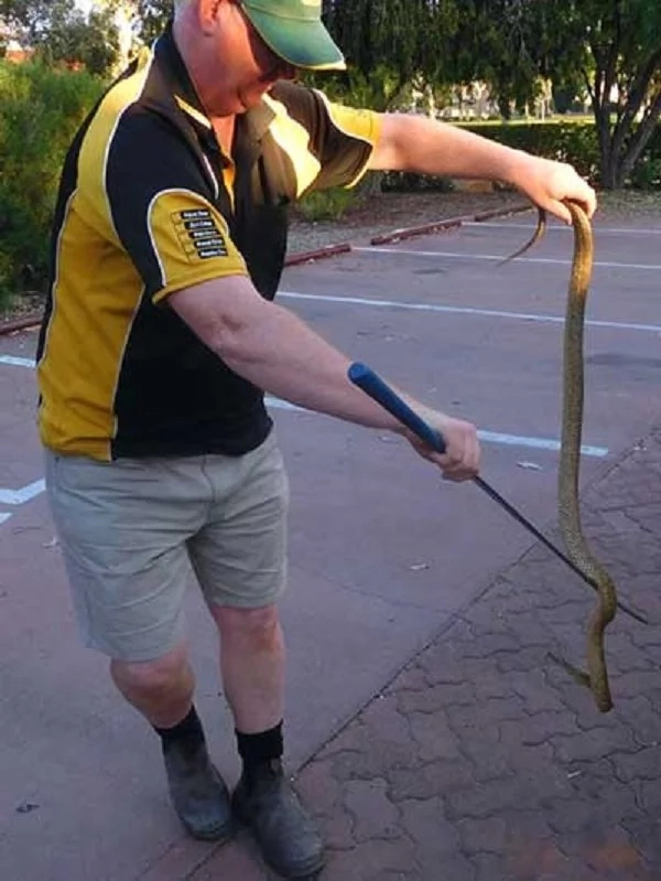 Drive Crazy: Man Shares 10-Hour Trip With DEADLY Snake (Photos) Drive Crazy: Man Shares 10-Hour Trip With DEADLY Snake (Photos)