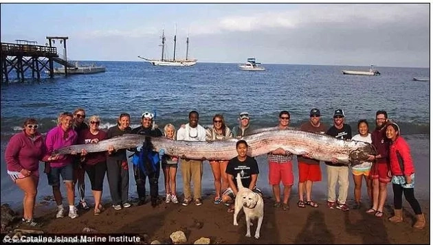 LINDOL dapat bang asahan sa PILIPINAS? Kakaibang lamang dagat na may habang 30 feet senyales daw! LINDOL dapat bang asahan sa PILIPINAS? Kakaibang lamang dagat na may habang 30 feet senyales daw!