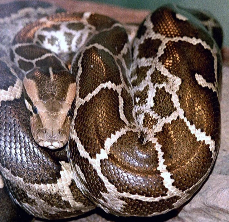 The reason why this woman's pet snake was losing weight will scare you! The reason why this woman's pet snake was losing weight will scare you!