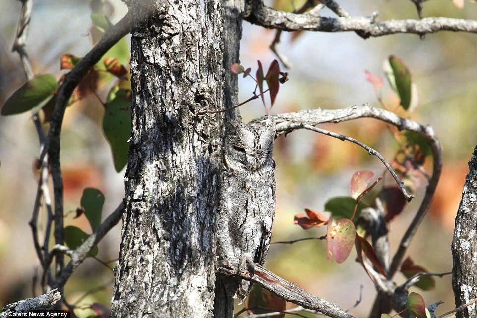 Can you see what’s hiding in these trees? Can you see what’s hiding in these trees?