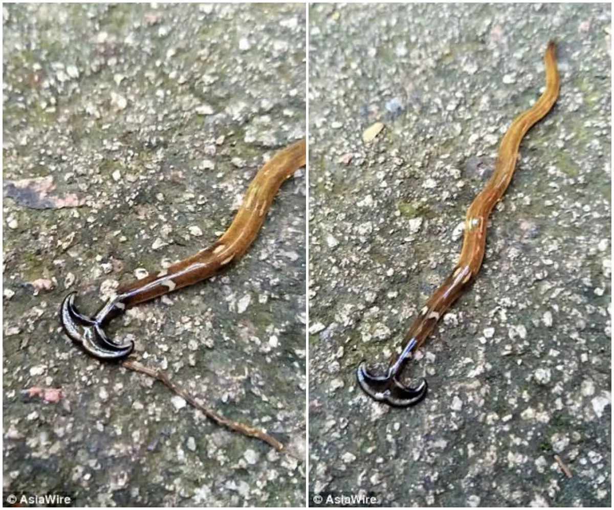 The creature sucks juices out of its prey and even eats itself when there's no food. Photo: AsiaWire The creature sucks juices out of its prey and even eats itself when there's no food. Photo: AsiaWire