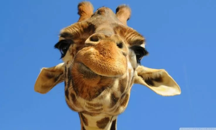 Epic footage two giraffes fight each other! Epic footage two giraffes fight each other!