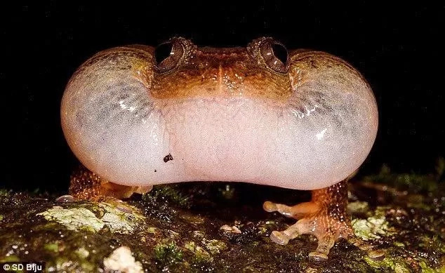 Scientists' discover the 7th sex position for frogs Scientists' discover the 7th sex position for frogs