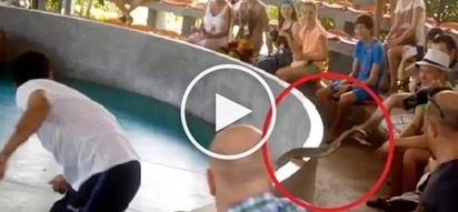 Deadly cobra escapes handler, attacks helpless audience during a show