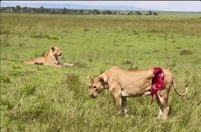 Kenyan lioness given second lease on life after open air surgery