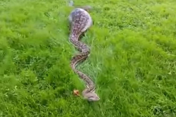VIRAL: Huge Snake in Back Garden After Consuming Wallaby VIRAL: Huge Snake in Back Garden After Consuming Wallaby