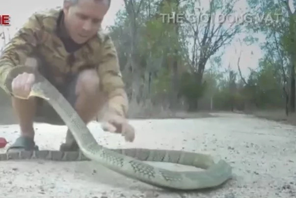 Nerve-Wrecking Encounters With Attacking Snakes Nerve-Wrecking Encounters With Attacking Snakes