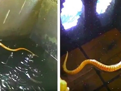 Golden snake caught on video? Netizen films unbelievable creature with golden body swimming in water