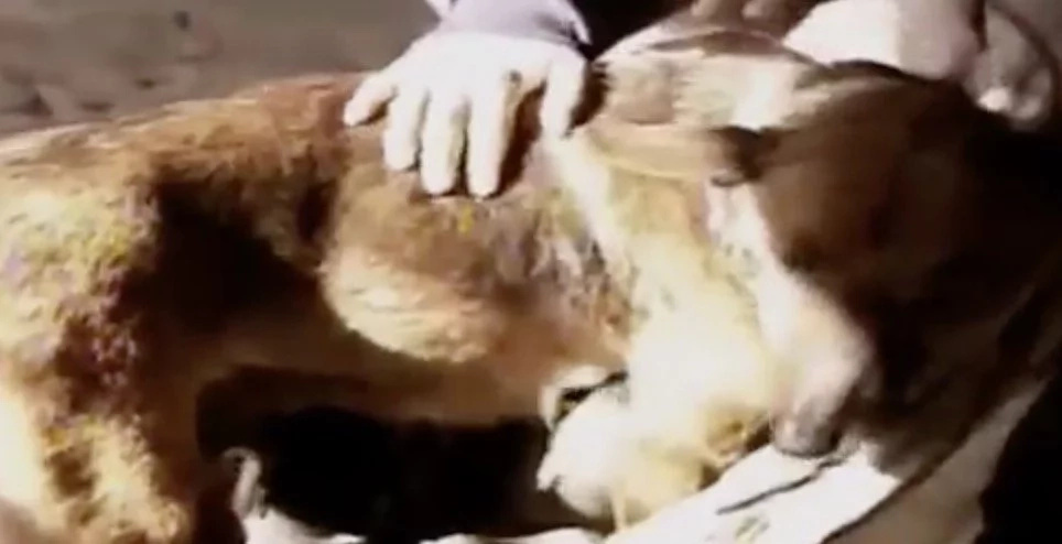 They Found A Starving Dog Near An Abandoned Baby, But When They Realized What That Hungry Animal Has Done, They Burst Into Tears...