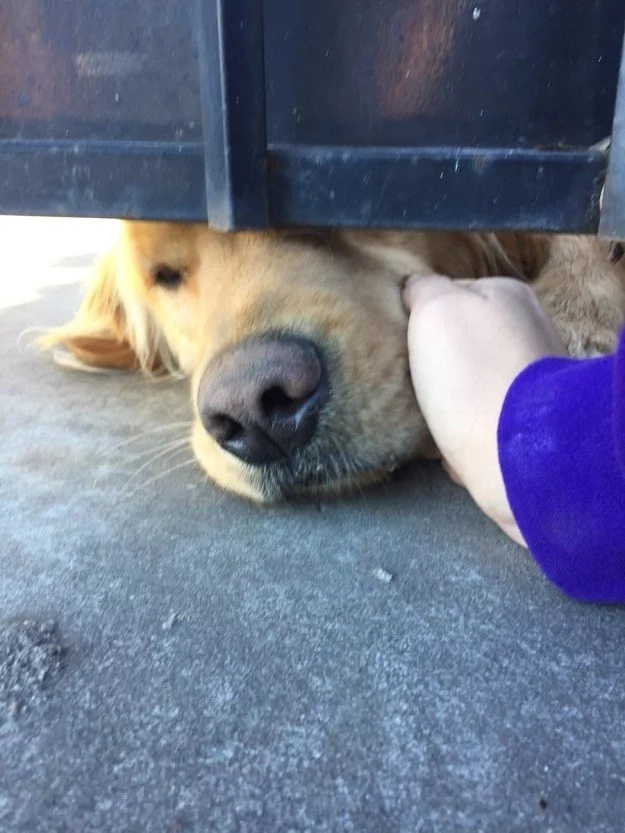 Heartbroken Dog Is Lying For Hours In The Same Place Every Day And The Reason Leaves People Speechless... Heartbroken Dog Is Lying For Hours In The Same Place Every Day And The Reason Leaves People Speechless...