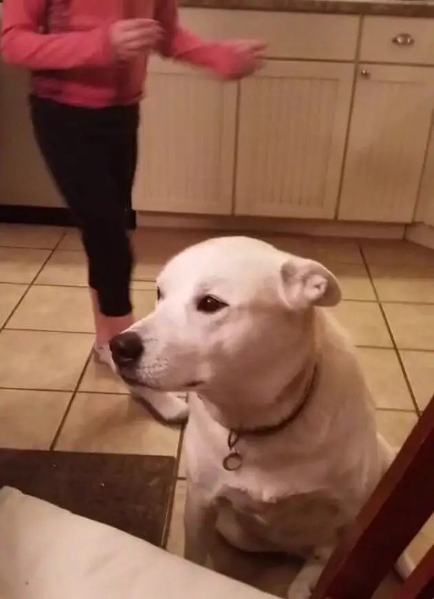 Funny dog had a hilarious conversation with its owner Funny dog had a hilarious conversation with its owner