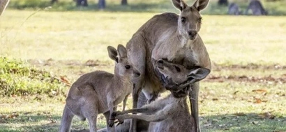 Touching photo: Kangaroo cradles his sick mate