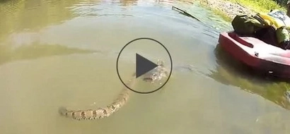 WATCH: Water snake vs. giant catfish – guess who won?