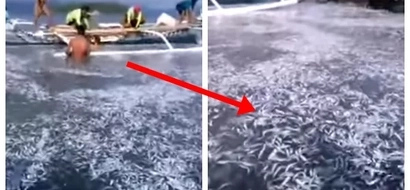 Rare phenomenon of thousands of fish caught in Romblon believed connected with appearance of oarfishes