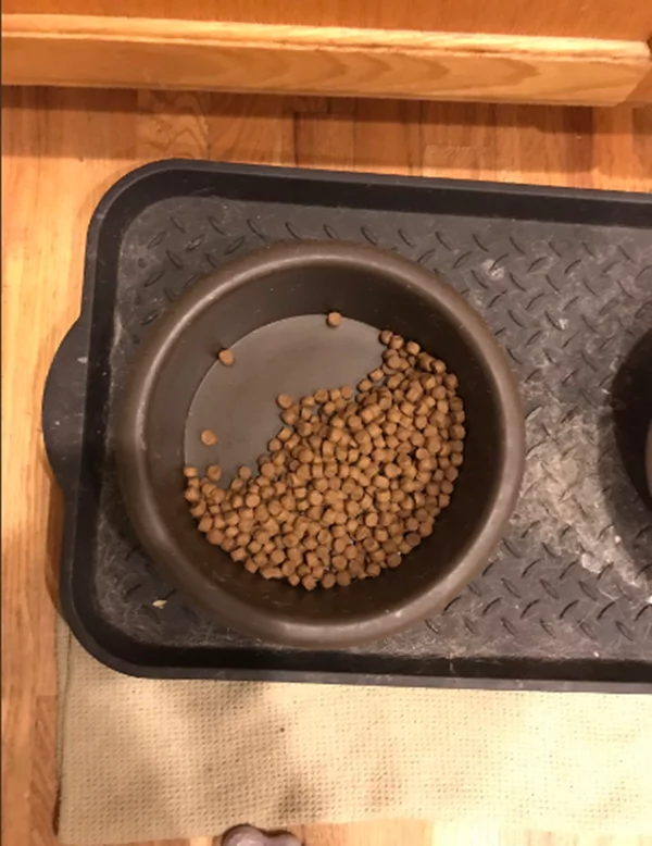 Dogs are man’s best friend because of their commitment. One day this labrador starts eating only half of her food for her friend. Dogs are man’s best friend because of their commitment. One day this labrador starts eating only half of her food for her friend.