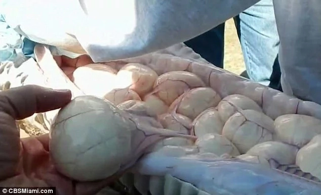 Hunter captures huge 5.1-meter python carrying 78 eggs with his bare hands