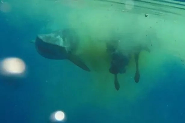 A Poor Cow Fell Into The Sea And Straight Into The Jaws Of A Monster Shark A Poor Cow Fell Into The Sea And Straight Into The Jaws Of A Monster Shark