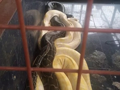 Pet SNAKES of ‘narco-mayor’ Espinosa confiscated by DENR