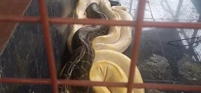 Pet SNAKES of ‘narco-mayor’ Espinosa confiscated by DENR