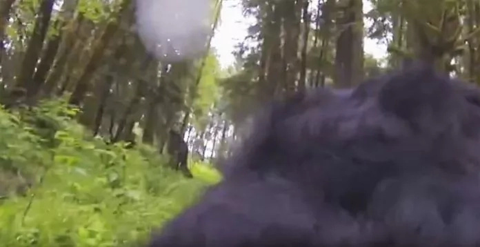 A GoPro camera was attached to a dog. As he venture around the woods, he captures a big mysterious figure right in front of him A GoPro camera was attached to a dog. As he venture around the woods, he captures a big mysterious figure right in front of him